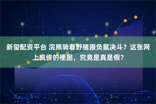 新玺配资平台 浣熊骑着野猪跟负鼠决斗？这张网上疯传的梗图，究竟是真是假？